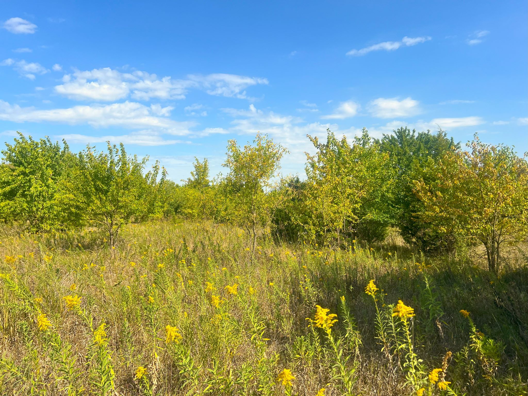 Westwind Meadows 9