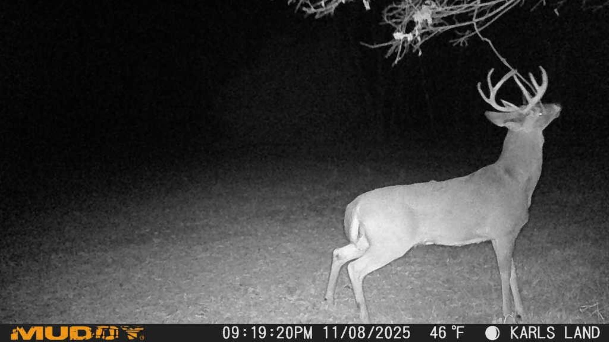 Prairie Crest Wildlife Pic 11