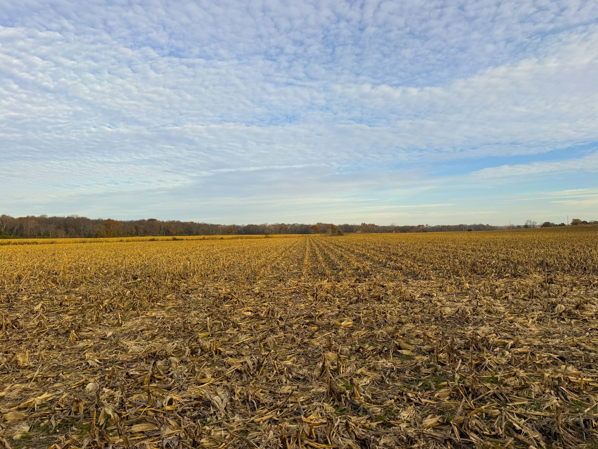 E1135Rd 20251113_144100089_iOS