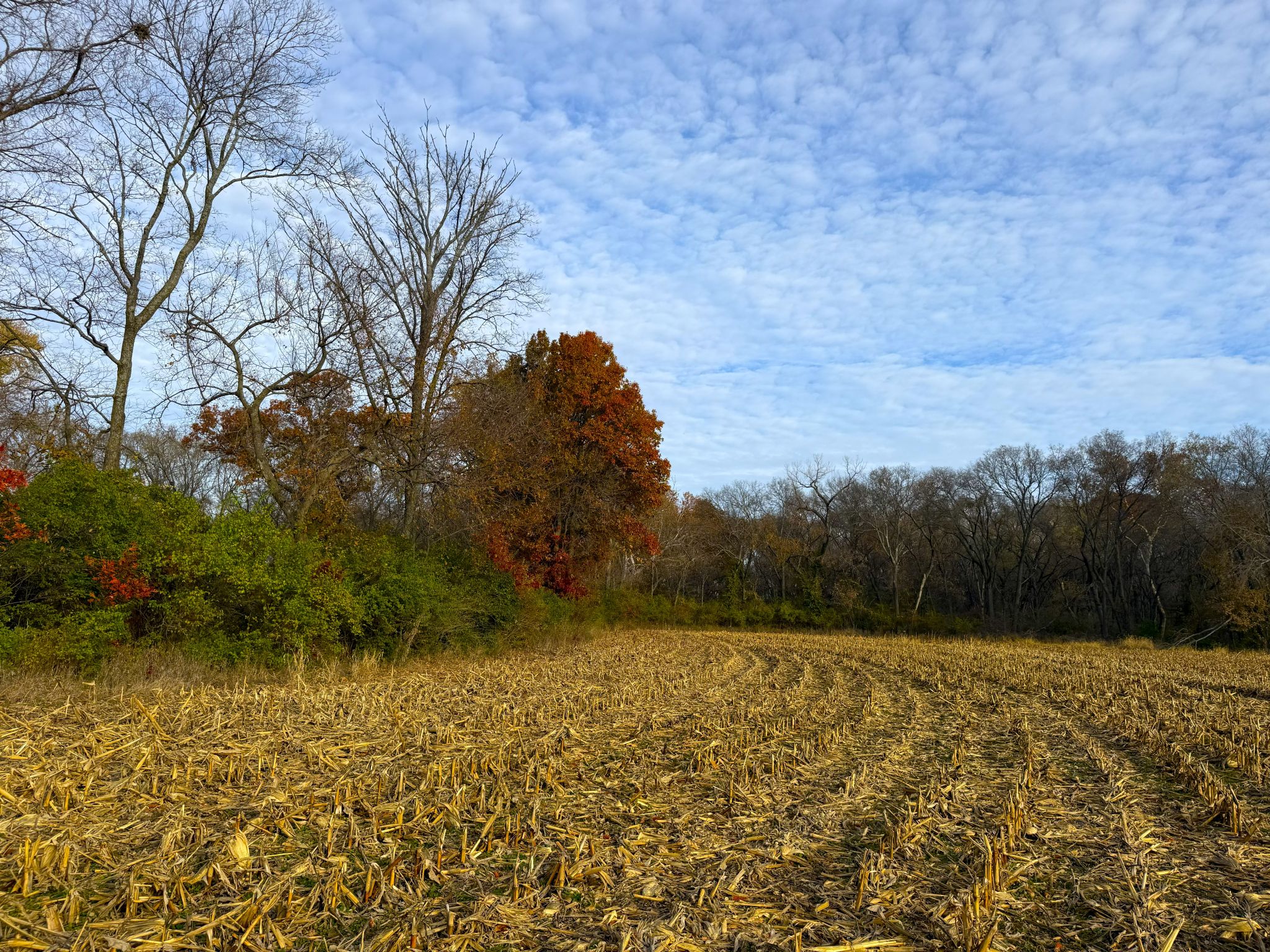 E1135Rd 20251113_144442797_iOS