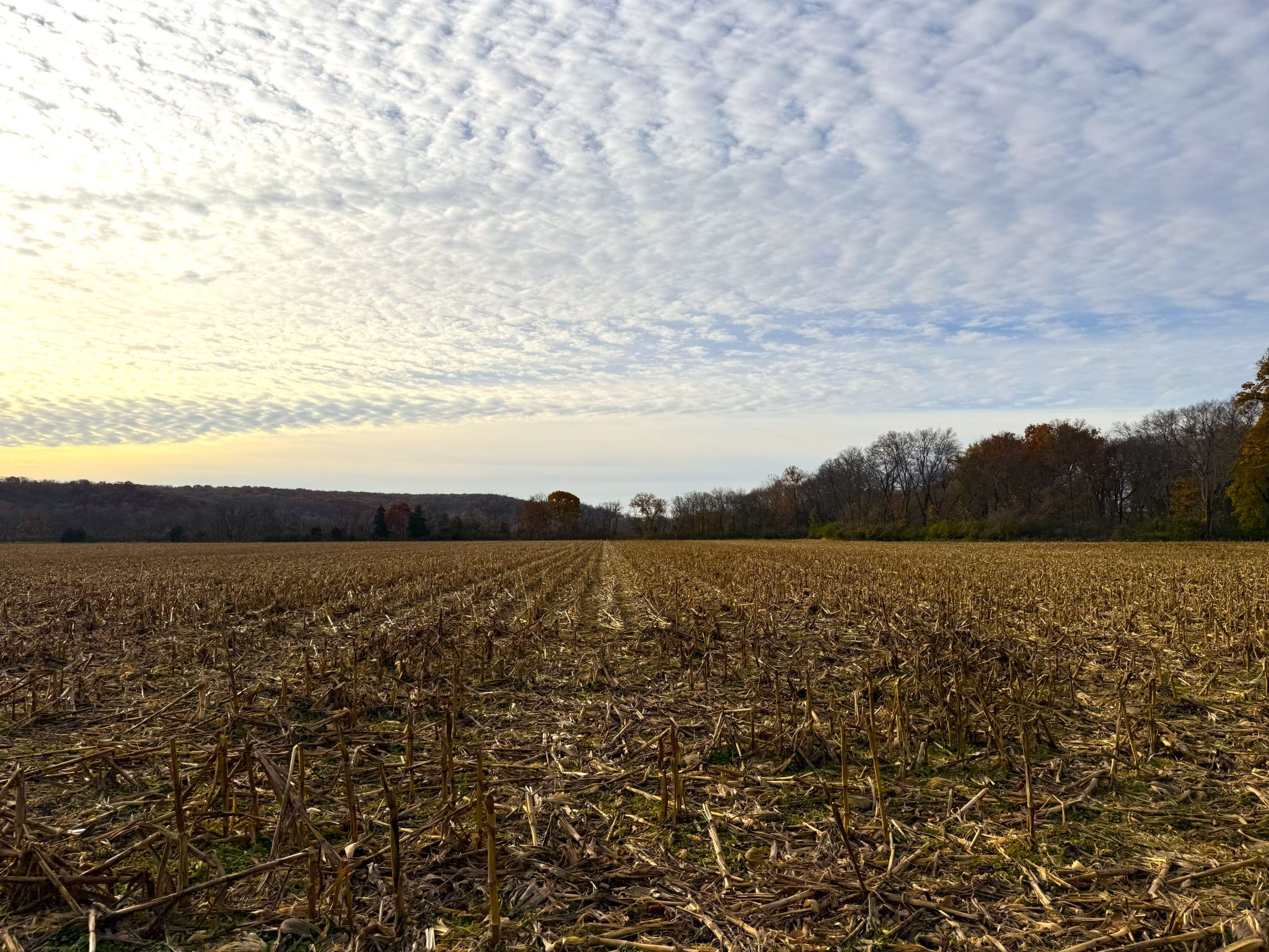 E1135Rd 20251113_144522555_iOS