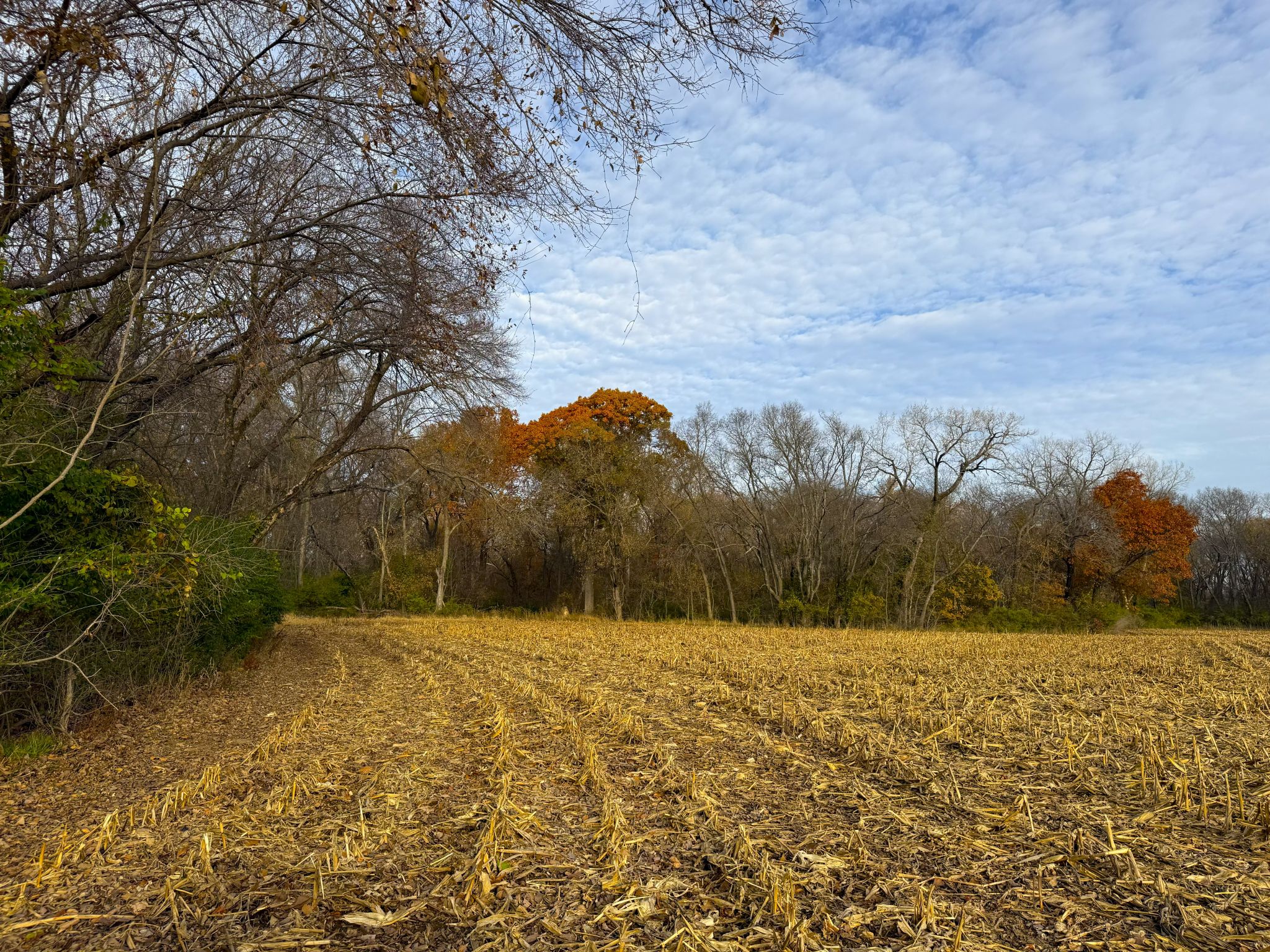 E1135Rd 20251113_145131020_iOS