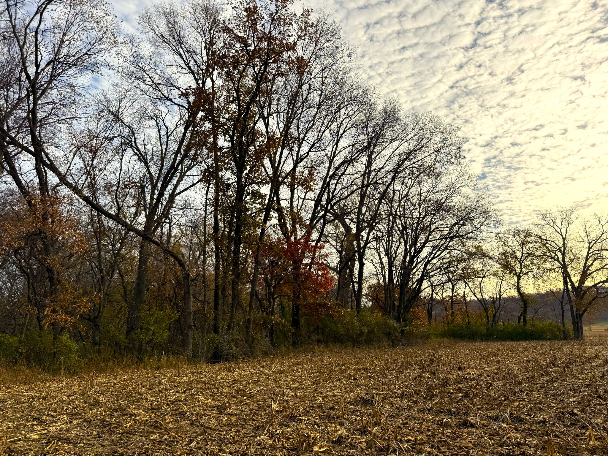 E1135Rd 20251113_145315861_iOS