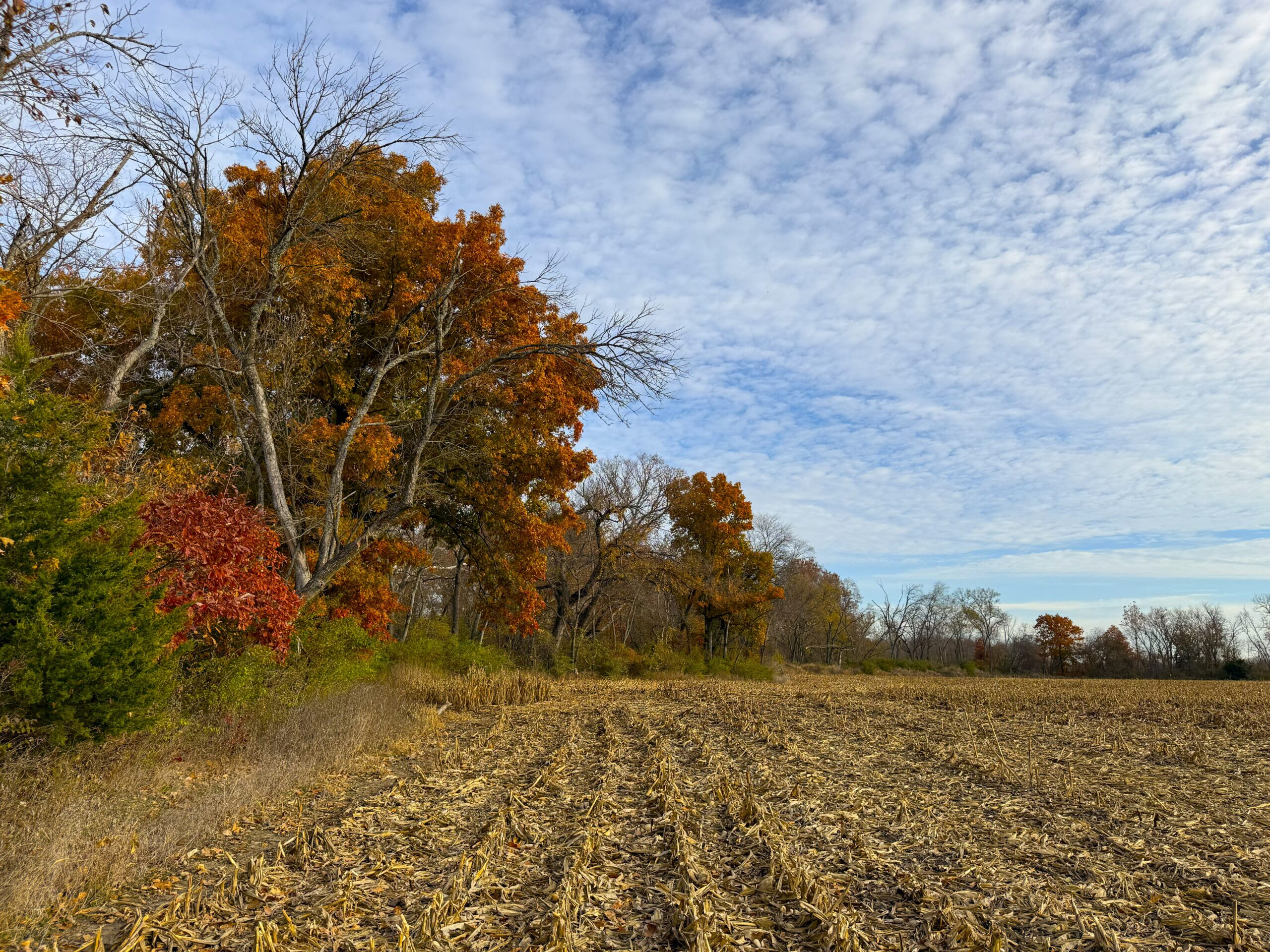 E1135Rd 20251113_145515148_iOS