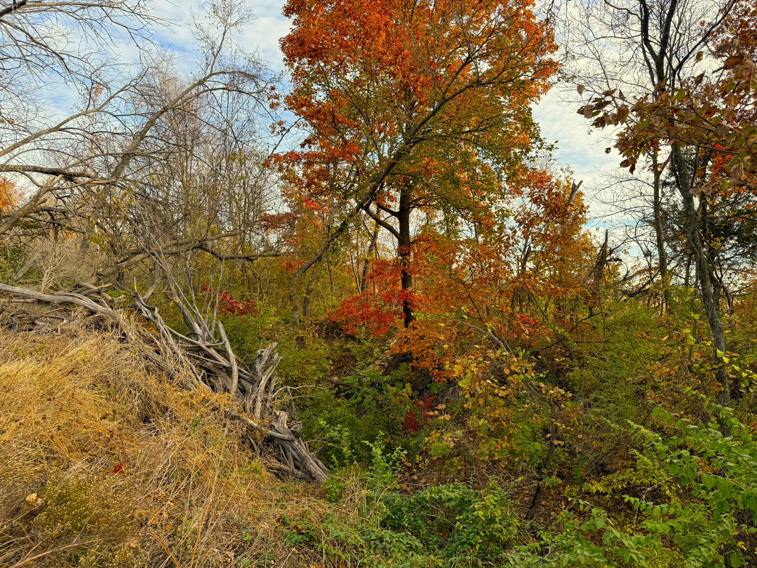 E1135Rd 20251113_145722856_iOS