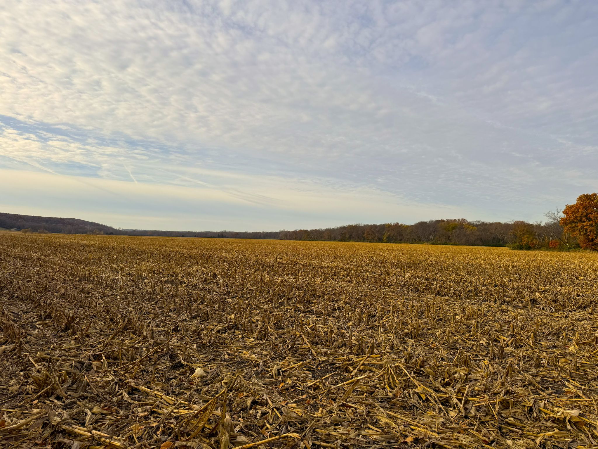 E1135Rd 20251113_145759960_iOS