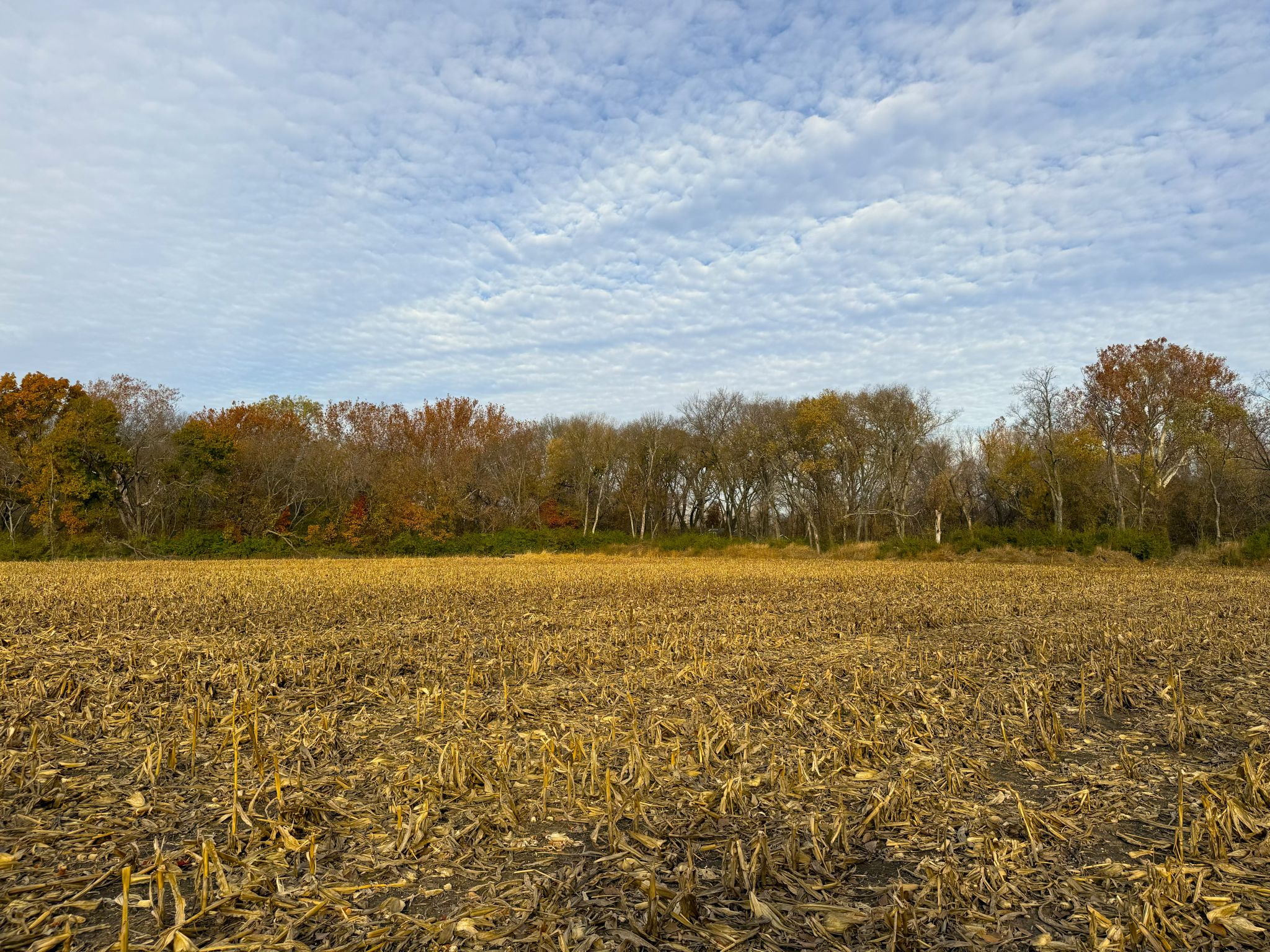 E1135Rd 20251113_145813570_iOS