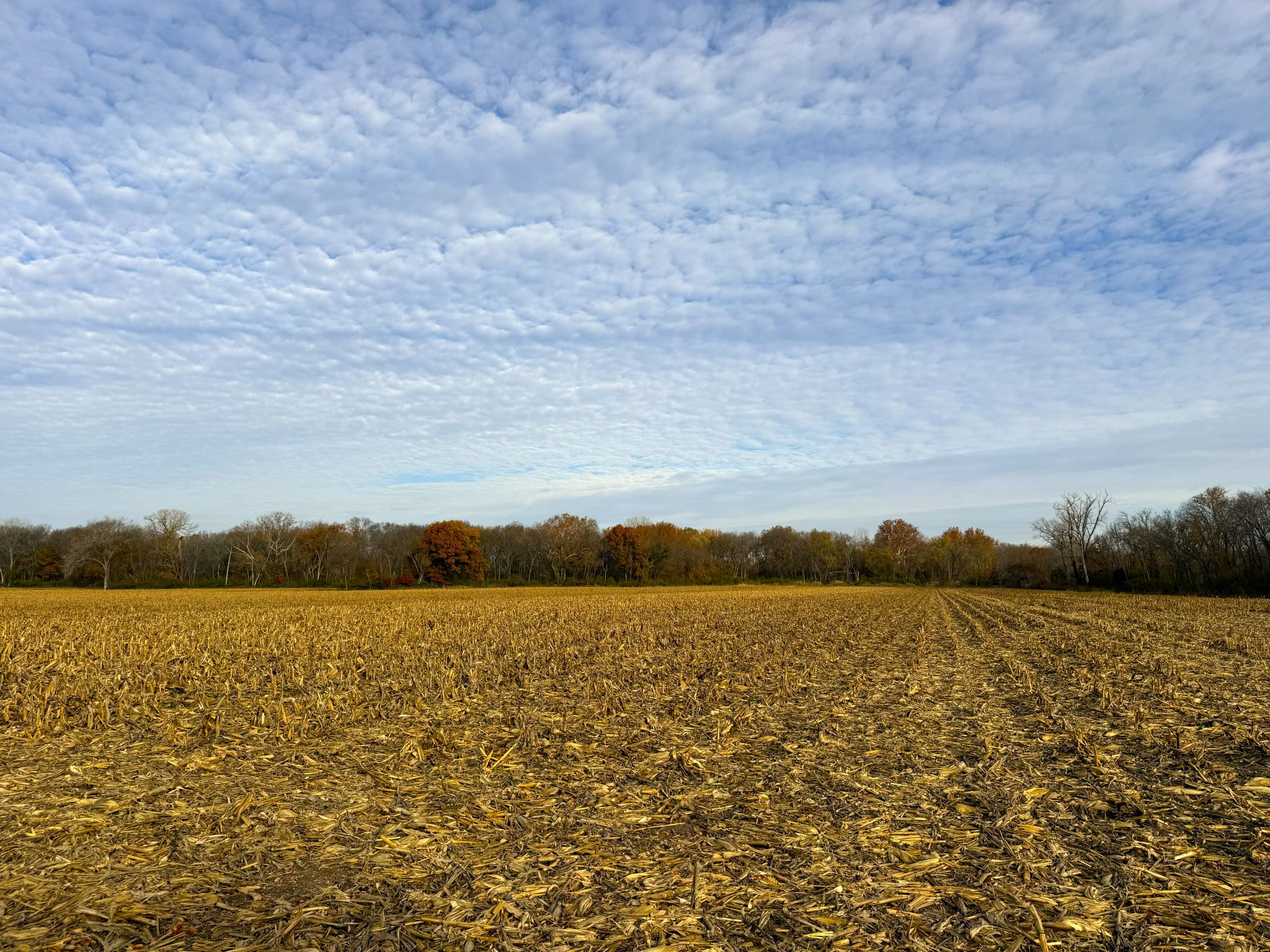 E2025Rd 1113_145917674_iOS