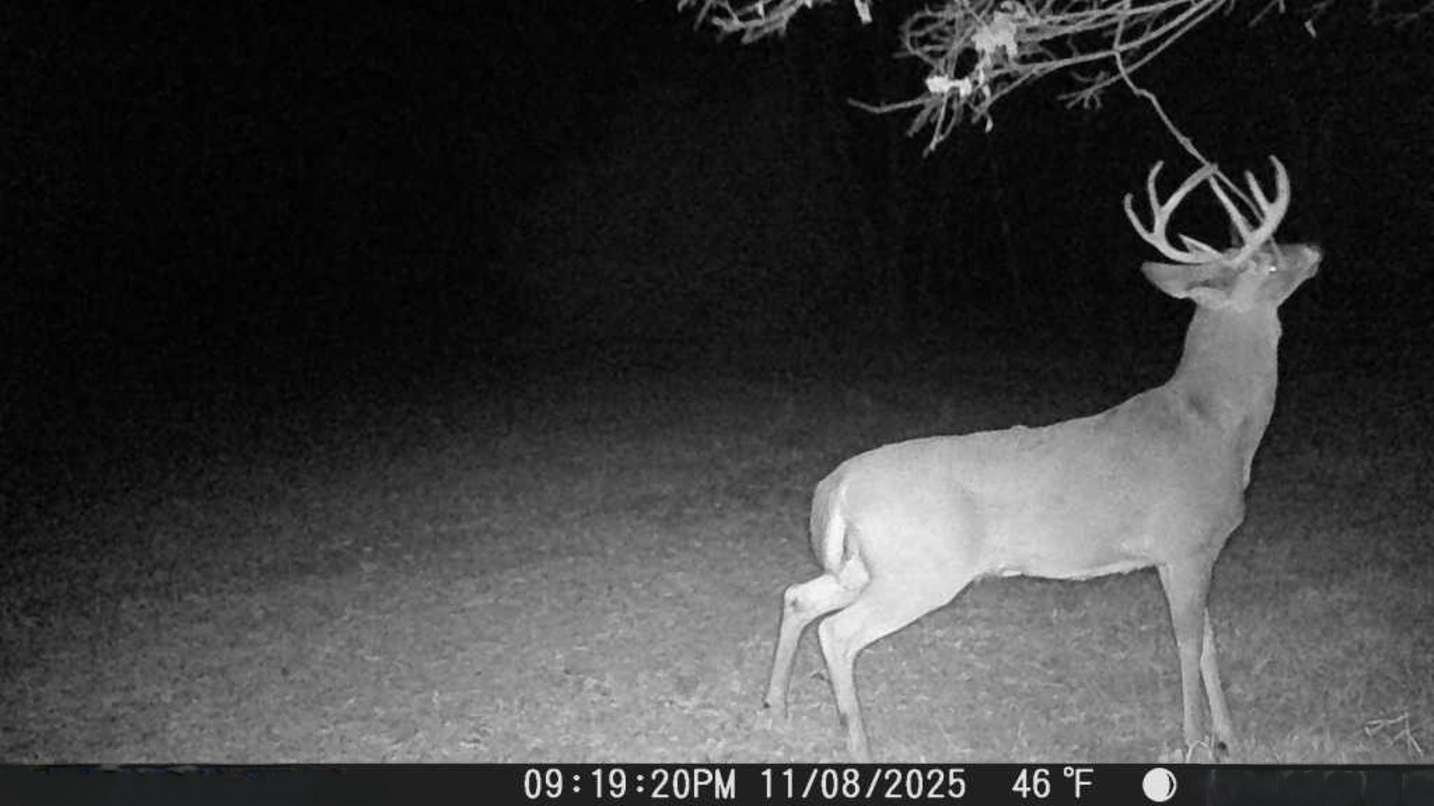 Prairie Crest Wildlife Pic 11