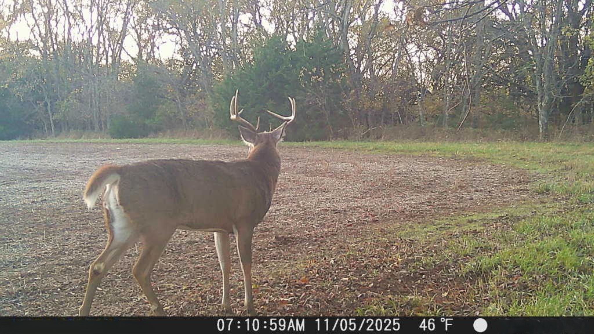 Prairie Cret Wildlife Pic 7