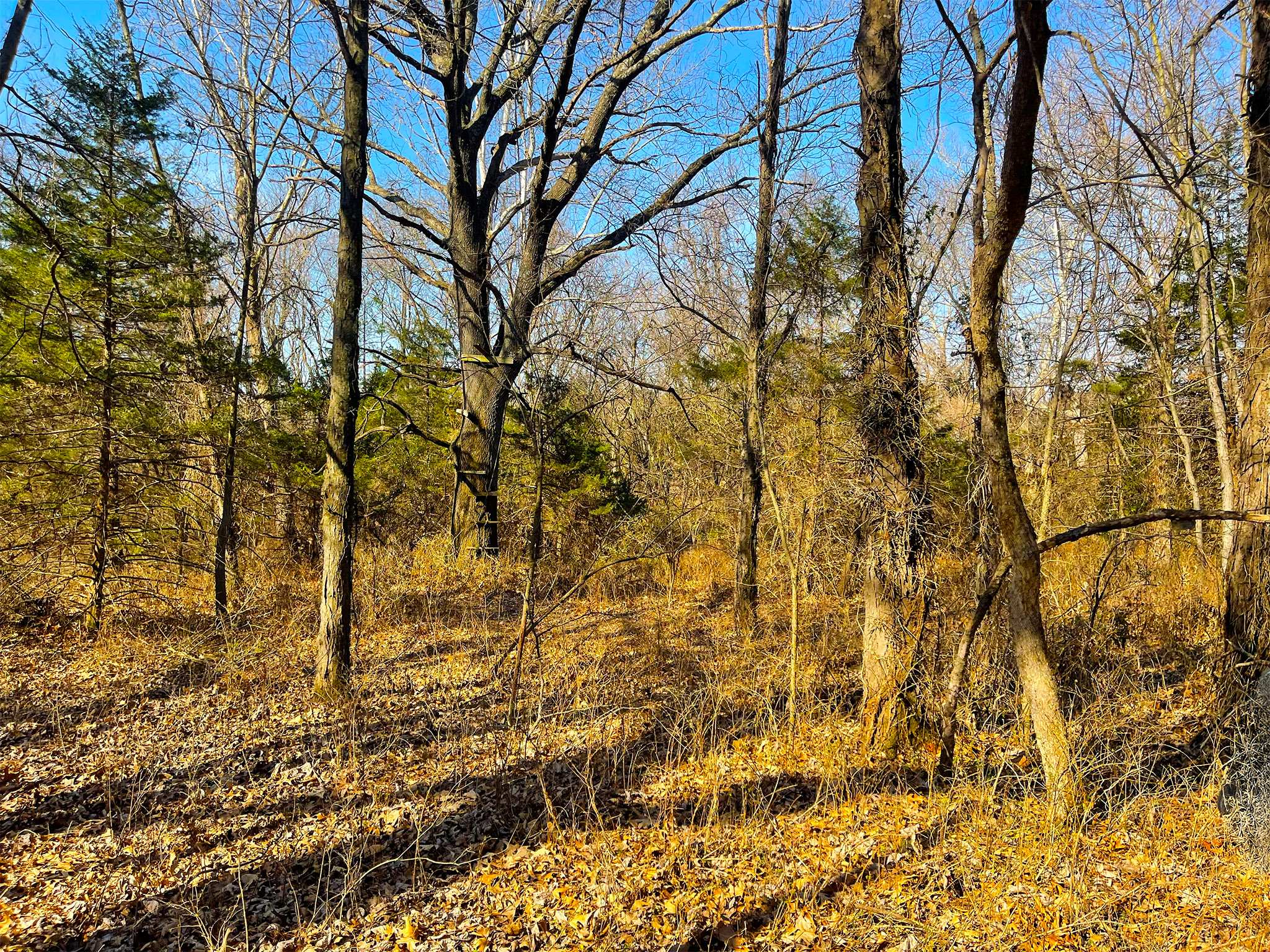 Quail Ridge 20260320_154812844_iOS