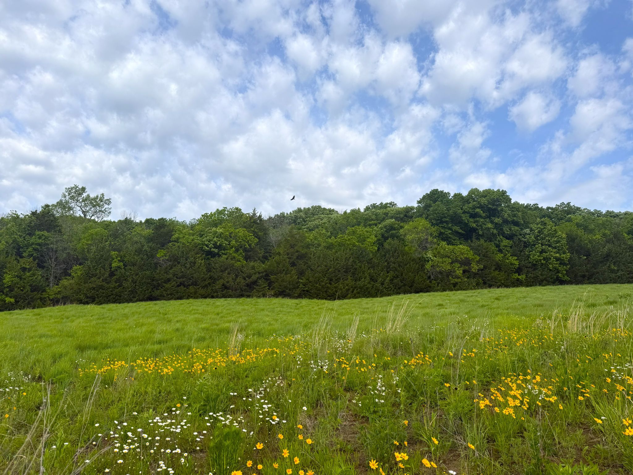 Twin Ridge 20260514_140824915_iOS